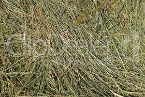 Hay with cereals other wild meadow grasses