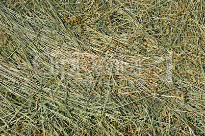 Hay with cereals and other wild herbs