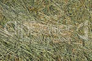 Hay with cereals and other wild herbs