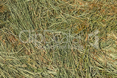 Hay with cereal and other wild grasses