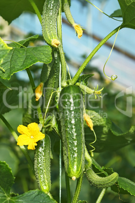 Cucumbers in greenhouse