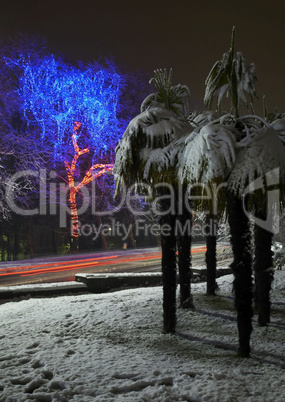 city at night. garland lights. palm tree in the snow