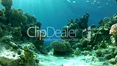 Underwater tropical sea.