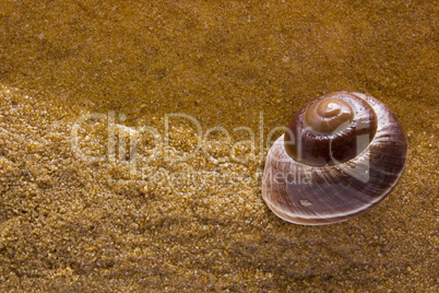 Sea shell on the sea sand