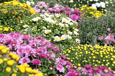 colorful autumn flower background