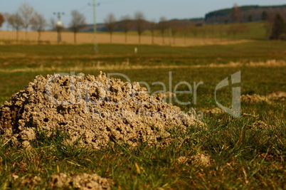 Maulwurfshügel im Feld