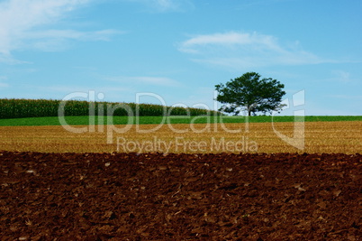 Feld und Wiese mit Baum