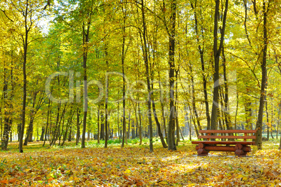 autumn park with path and bench