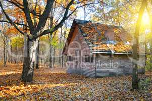 shelter in the beautiful autumn forest