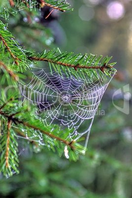 Spinnennetz in Kieferbaum