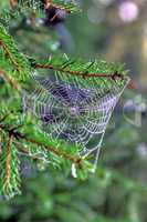 Spinnennetz in Kieferbaum
