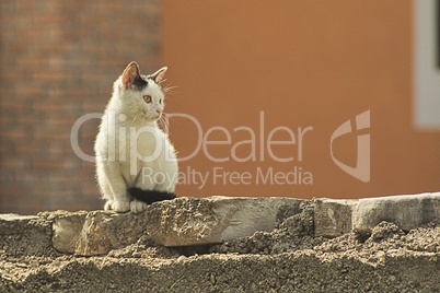 Katze auf Mauer ohne Blickkontakt