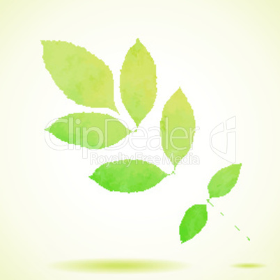 Green watercolor painted vector ash tree leaf