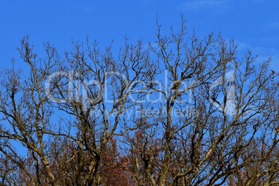 Baumkrone vor tiefblauem Himmel