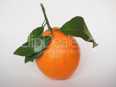 Orange fruit