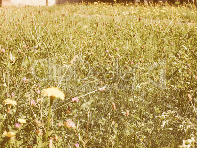 Retro looking Green grass meadow background