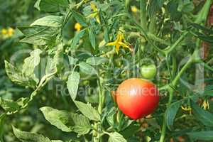Tomatoes growing in greenhouse