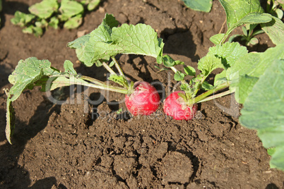 Radishes plants in soil