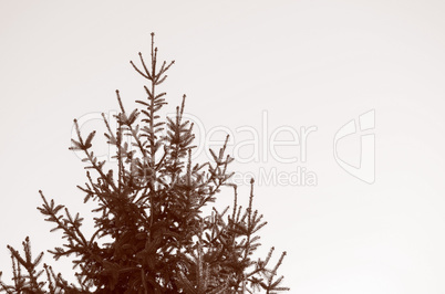 Retro look Pine tree