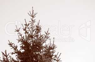 Retro look Pine tree