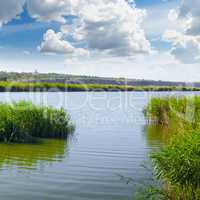 thickets of reeds on the lake