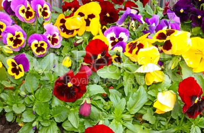 Colorful pansies