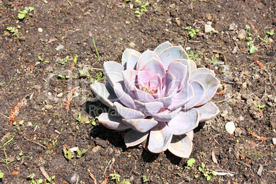 Sempervivum