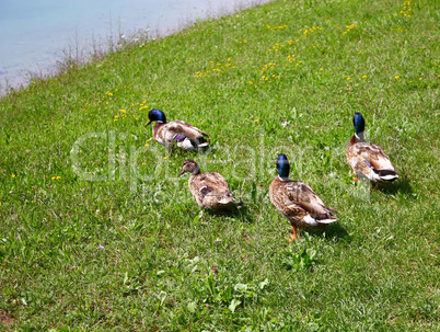 Duck race