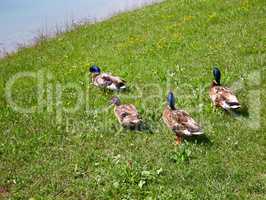 Duck race