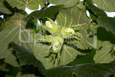 Hazelnuts on the tree