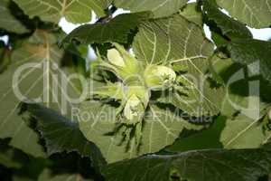 Hazelnuts on the tree