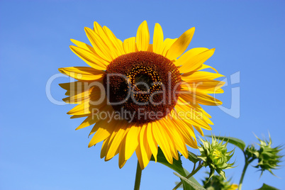 Sunflower in front of the sky