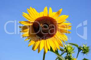 Sunflower in front of the sky