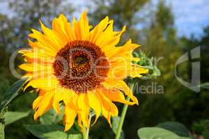 Big sunflower