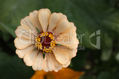 Zinnia flower beige