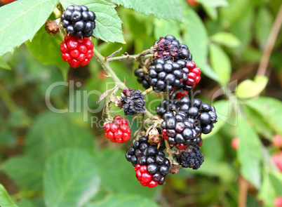 Branch of wild blackberry