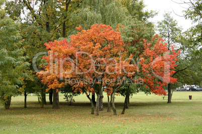 Colors of fall in park