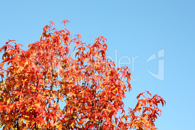 Colors of autumn