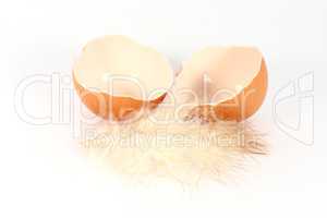 Egg shell