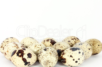 Eggs of japanese quail