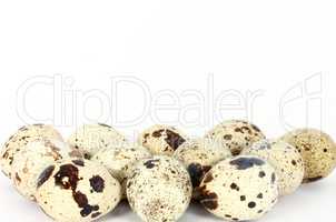 Eggs of japanese quail