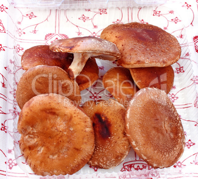 Shiitake mushroom