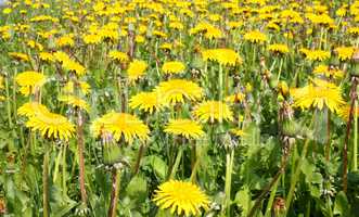 Dandelions on the meadow