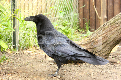 Black raven