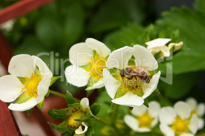 Bee on the flowers