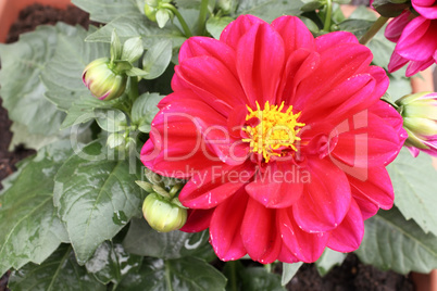 Dahlia