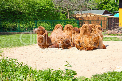 Three camel