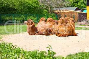 Three camel