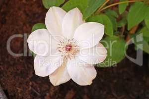 Flower of white clematis