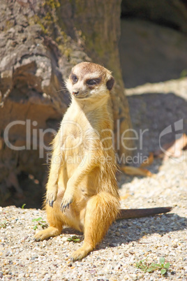 Meerkat